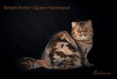 Patricia Ridenour_cat show standard portrait